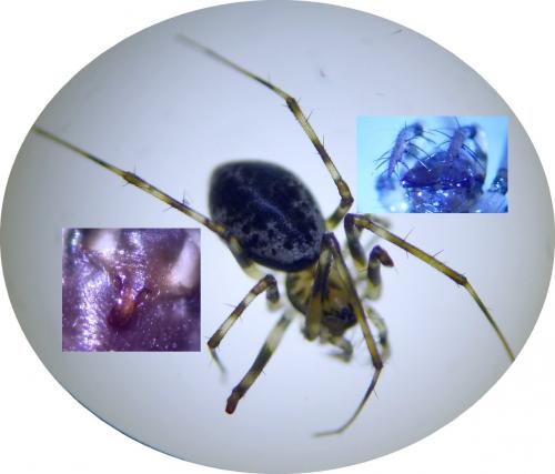 Drapetisca socialis